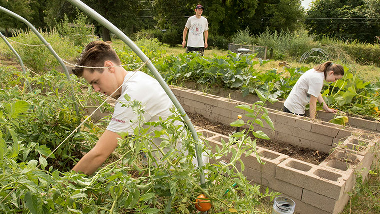 Three students working in a garden.