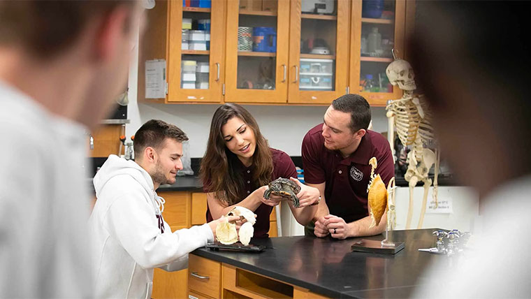 Three students examining a turtle inside a lab classroom