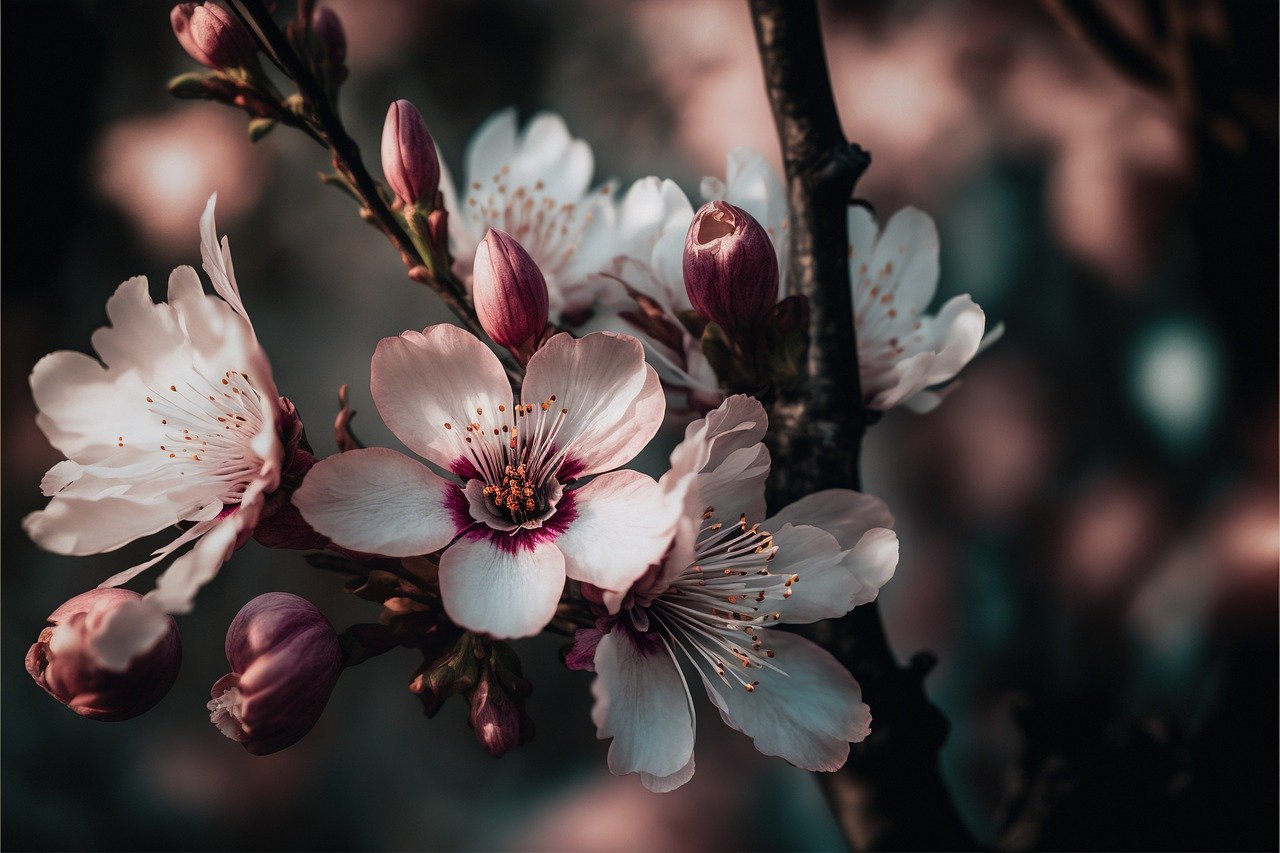 Spring Cherry Blossoms