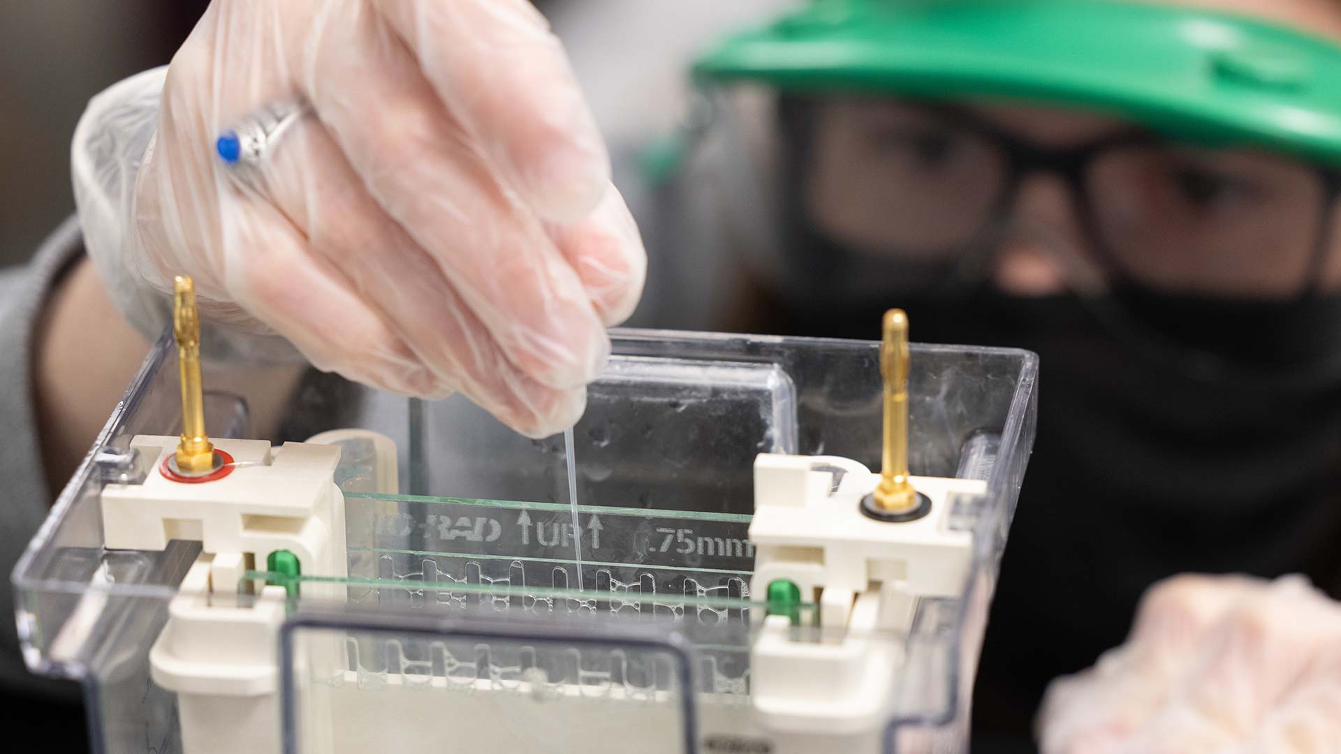 Student putting protein droplets into container.